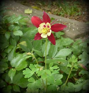 Du rouge au jardin...