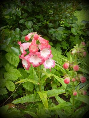 Du rouge au jardin...