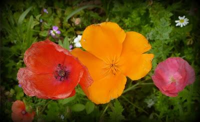 Du rouge au jardin...