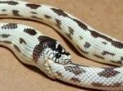 gauche, politique pire appelle celle meilleur…