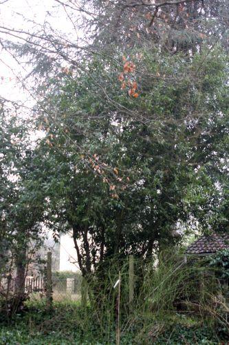 3 laurus nobilis 12 fév 2013 004.jpg