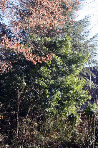 4 laurus 15 janv 007.jpg