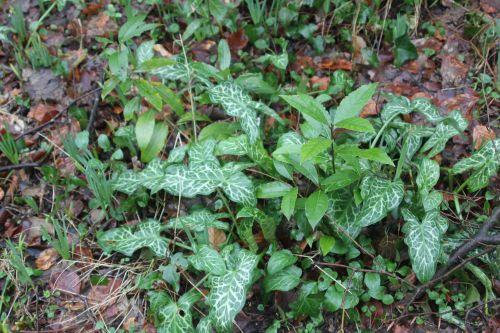 2 laurus nobilis 12 fév 2013 001.jpg