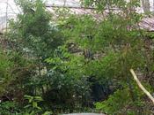 Laurus nobilis, l'envahisseur