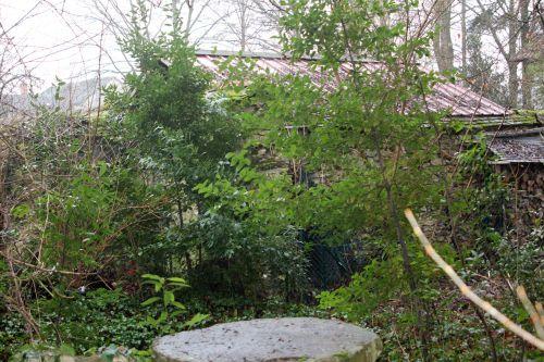 1 laurus nobilis 12 fév 2013 003.jpg