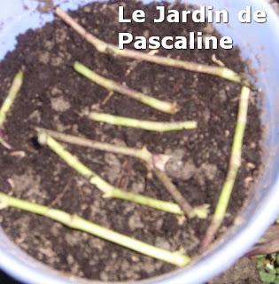 Bouturer la misère : c'est le moment !