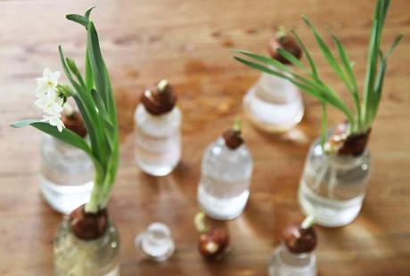 700_paperwhites-in-bottles-arranged-in-a-row-9890-jpeg