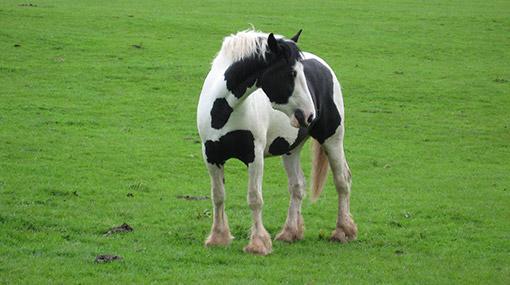 Images intégrées 2