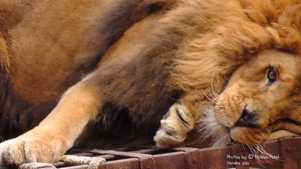 lion de zoo