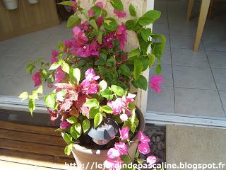 Bouture de Bougainvillée : demi réussite