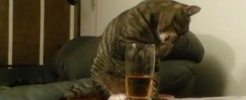chat-whisky