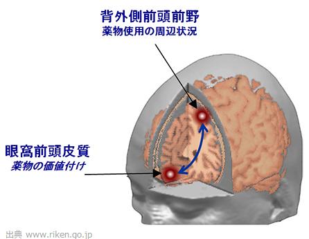 les régions du cerveau qui auto-contrôle l'envie de fumer