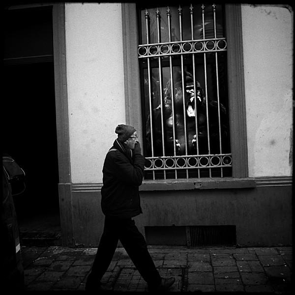 attention au gorille