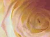 L’important c’est rose