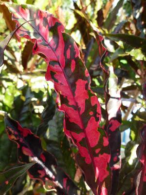 Mini Cakes aux Saveurs de l'Italie