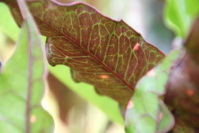 Mini Cakes aux Saveurs de l'Italie