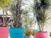conseils pour Dracaena Dragonnier