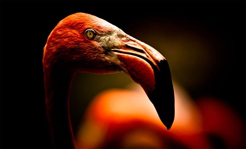 Découvrez le travail du photographe Michael Patrick O’Leary