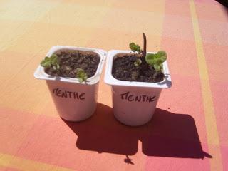 Comment se préparer aux trocs aux plantes ?