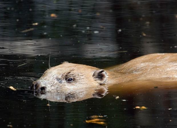 castor_européen_photoKeithMarshall