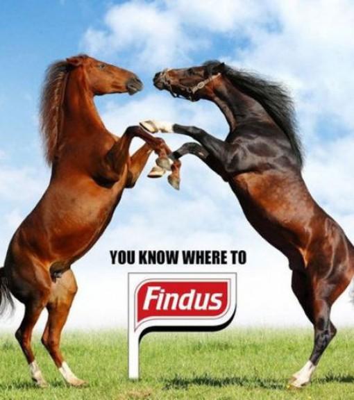 Des chevaux et des lasagnes !