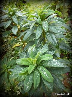 Octobre au jardin...