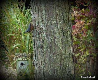 Octobre au jardin...
