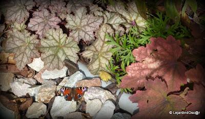 Octobre au jardin...