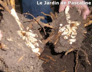 Diviser le coeur de Marie