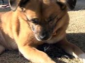 chien oiseau deviennent inséparables, Japon