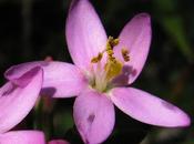 Centaurium erythraea (Érythrée petite centaurée)