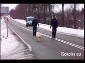 Monsieur Cochon nargue police polonaise