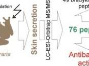 ANTIBIOTIQUES: peau batracien fait bons antibactériens Journal Proteome Research