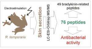 ANTIBIOTIQUES: La peau du batracien fait de bons antibactériens – Journal of Proteome Research