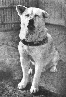 L’histoire d’Hachiko chien fidèle, même après la mort