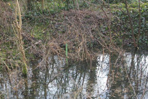 4 romi 16 fév 2013 089.jpg