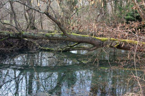 6 chêne romi 16 fév 2013 092.jpg