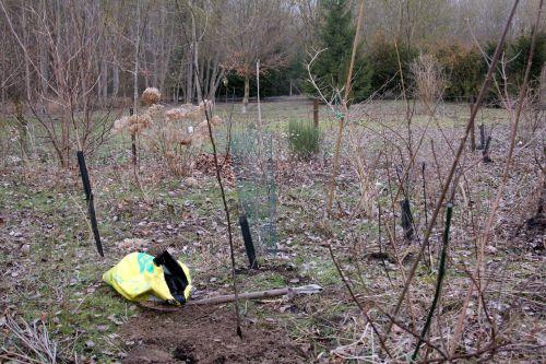 cydonia oblonga krymsk romi 16 fév 2013 102.jpg