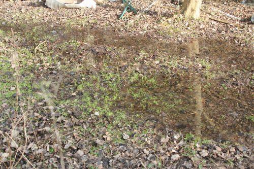 2 romi 16 fév 2013 081.jpg