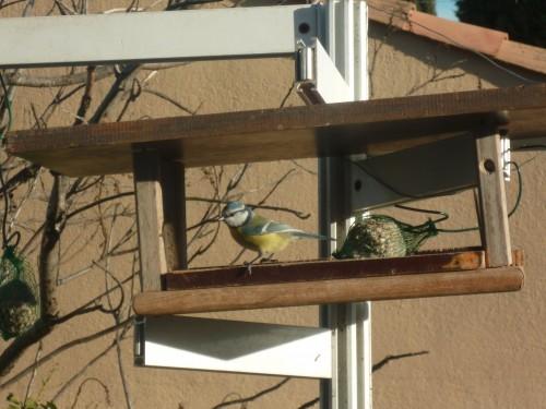 MESANGES 301 (1632 x 1224).jpg