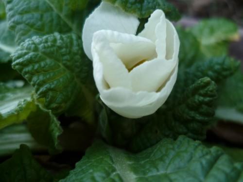 PRIMEVERE FEV 13 0362 (1632 x 1224).jpg