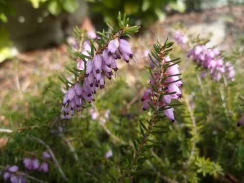 BRUYERE FEV 13 364 (1632 x 1224).jpg