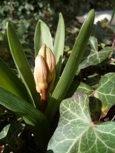 JACINTHE FEV 13 357 (1632 x 1224).jpg