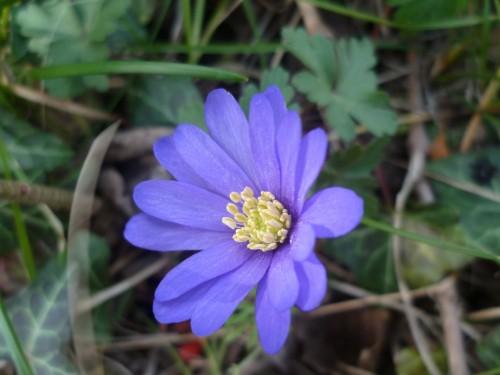 ANEMONE FEV 13 355 (1632 x 1224).jpg