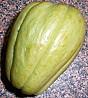 chayote.jpg