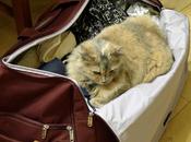 Syndrome post-traumatique valise)