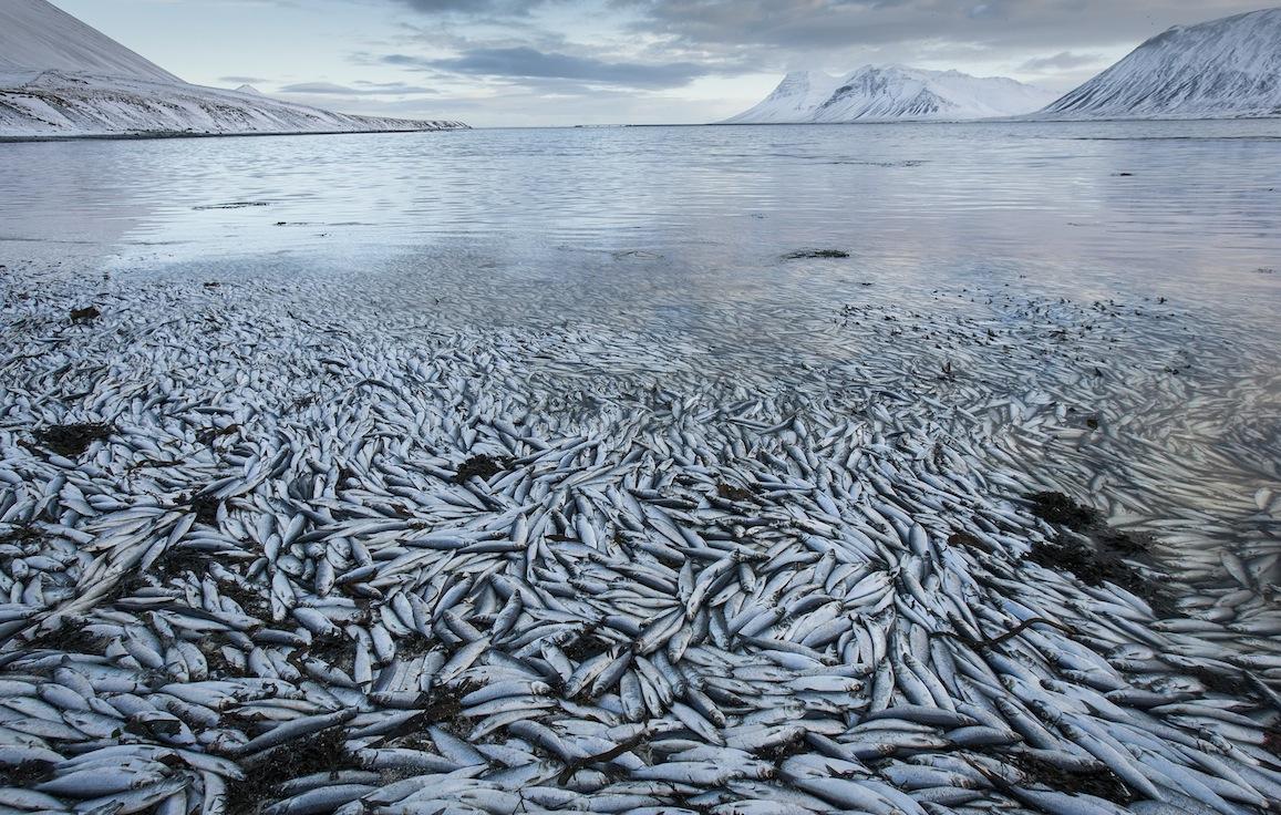 Iceland Fish Deaths