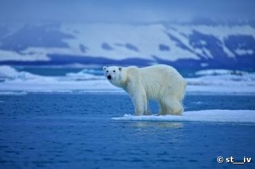 Banquise arctique : une peau de chagrin