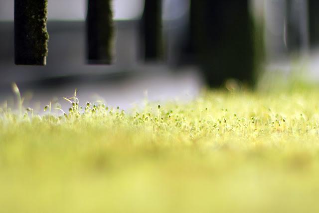 8,5 km pour 3h de marche et 450 calories