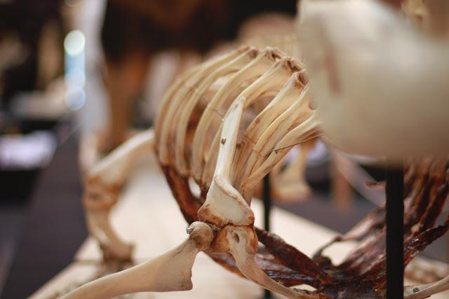 8,5 km pour 3h de marche et 450 calories